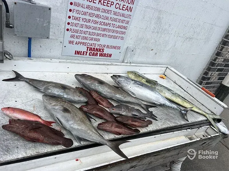 Fish laid out on a boat deck with a winch and cleaning area in the background
