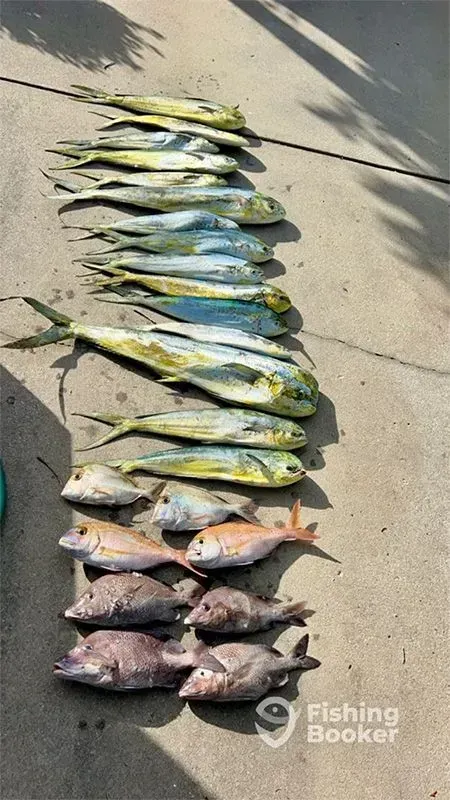 Freshly caught fish lined up on concrete, with yellow-green and silver fish above and reddish fish below.