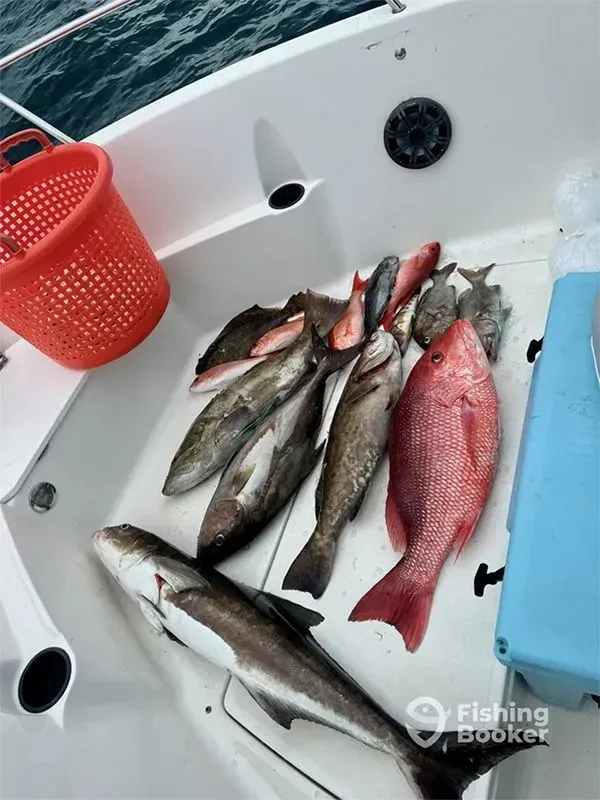 Fresh fish laid on a boat deck beside a red basket and blue cooler.