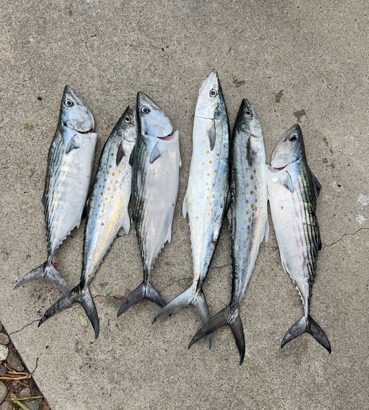 Five silver fish with yellow spots laid on sand, tails aligned upward