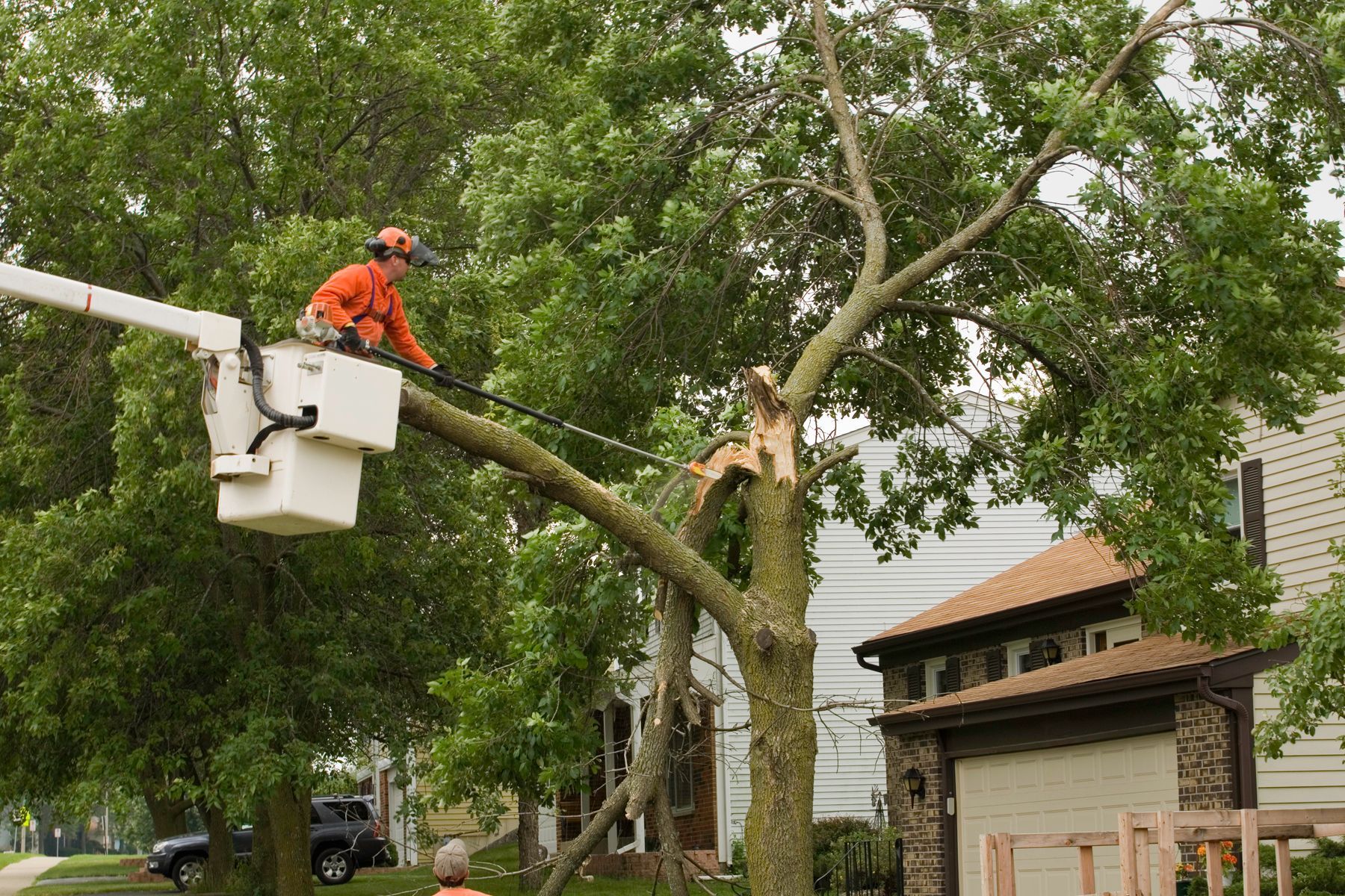 Tree trimming: Arborist in a lift bucket cutting a large tree branch near a house.
