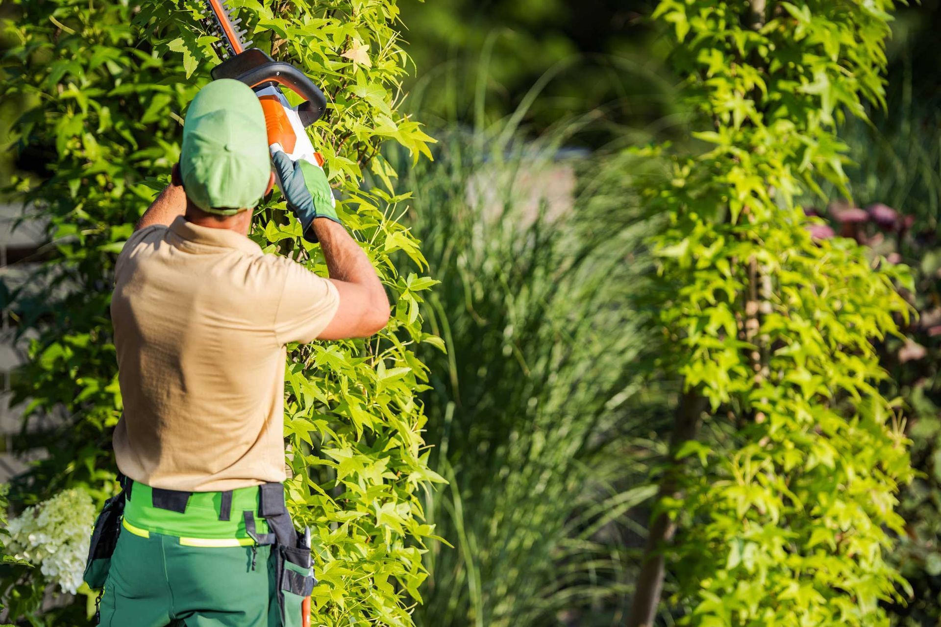 Gardener shaping garden trees using cordless hedge trimmer.