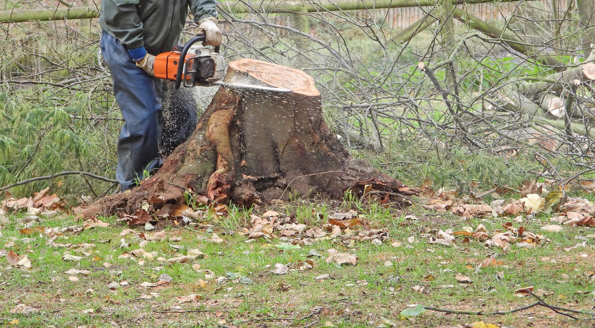 In a forested area, a man uses a chainsaw to cut down a tree in preparation for tree removal. Person using a chainsaw to cut a tree stump in a grassy area. Sawdust flying.