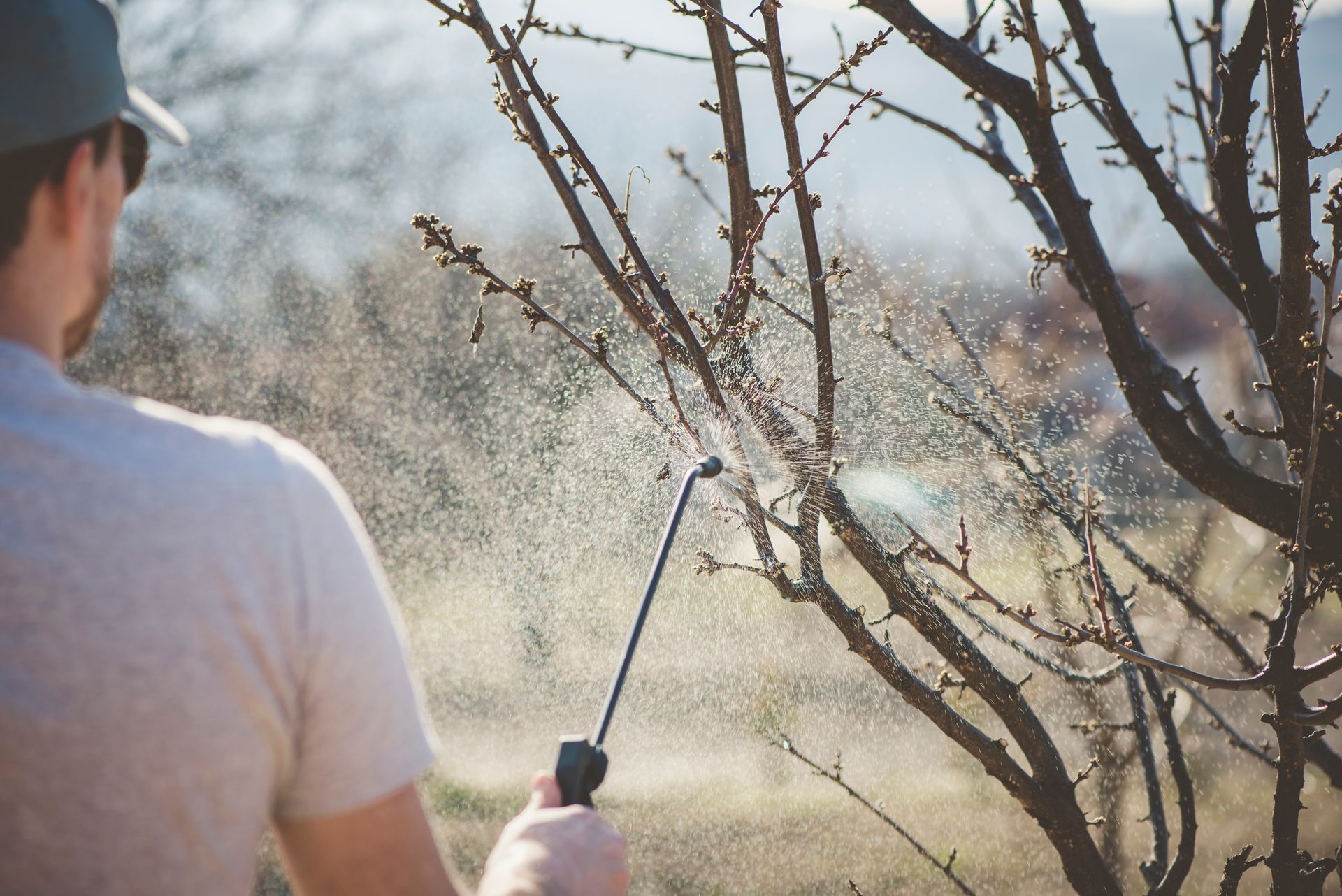 Person spraying a tree with a long nozzle, mist visible. Outdoors, bright.