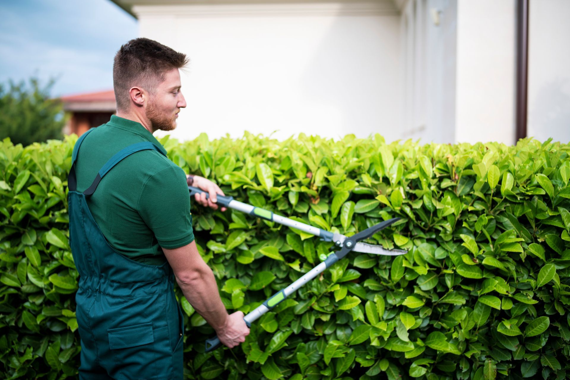 Professional landscaper trimming hedges with precision, offering expert commercial tree services. Man in green overalls trimming a hedge with large shears outdoors.