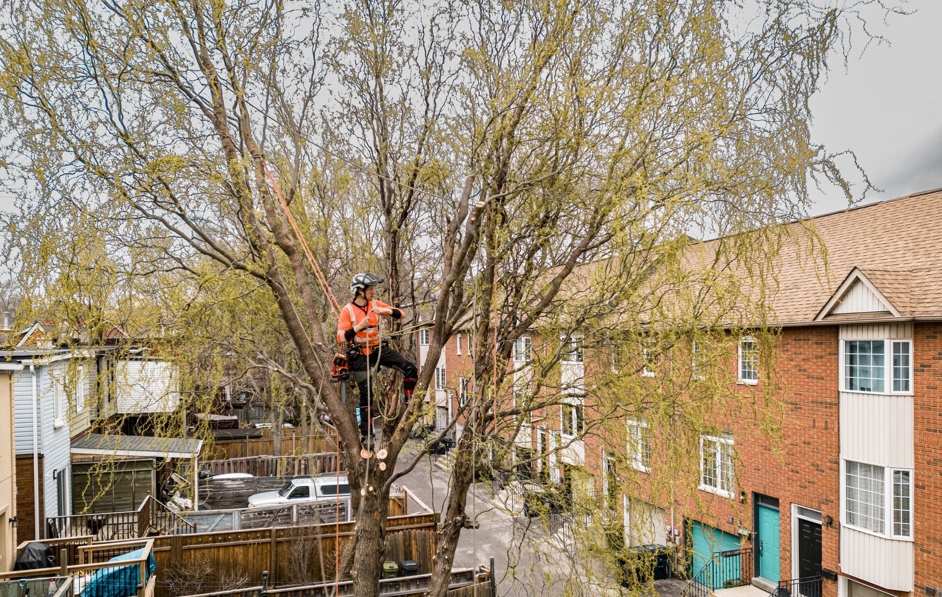 Arborist in orange shirt and harness, pruning a large tree in a residential area.