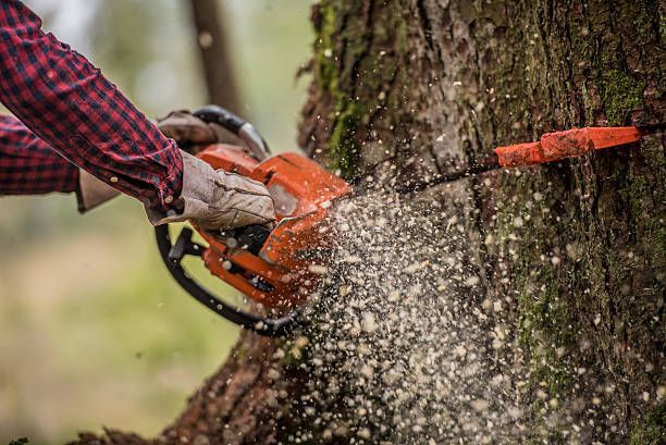 Person using an orange chainsaw to cut a tree trunk, sawdust flying.