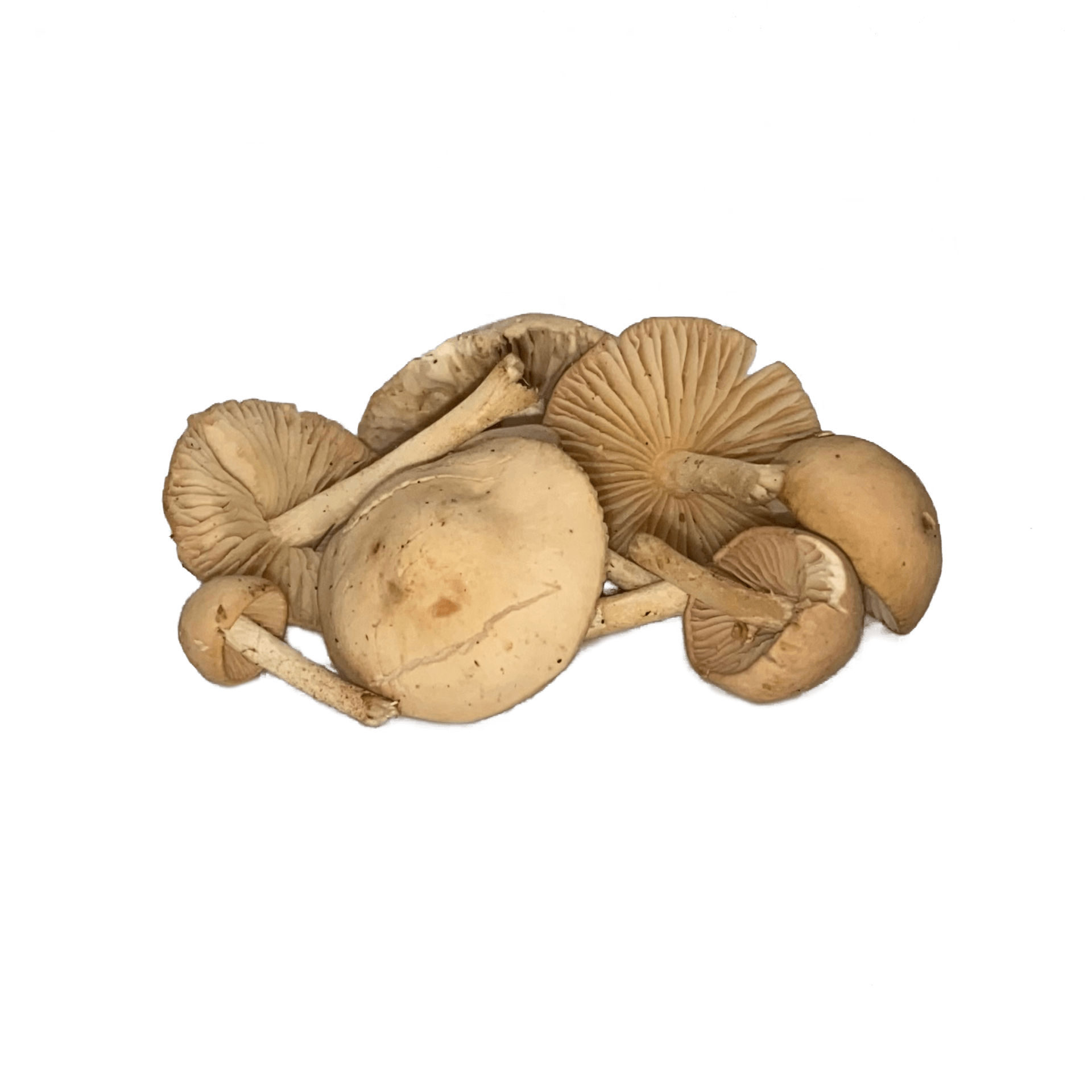 Kastanjechampignon