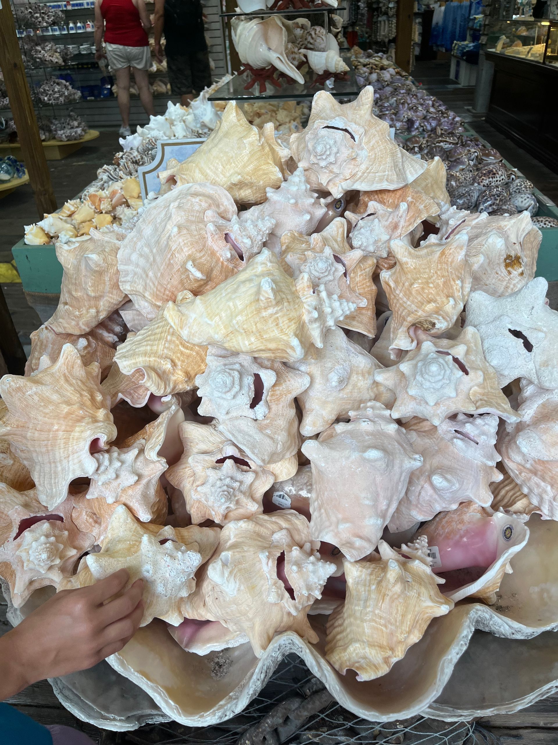 Conch shells on display at a Key West souvenir shop during a Miami to Key West Florida Keys trip
