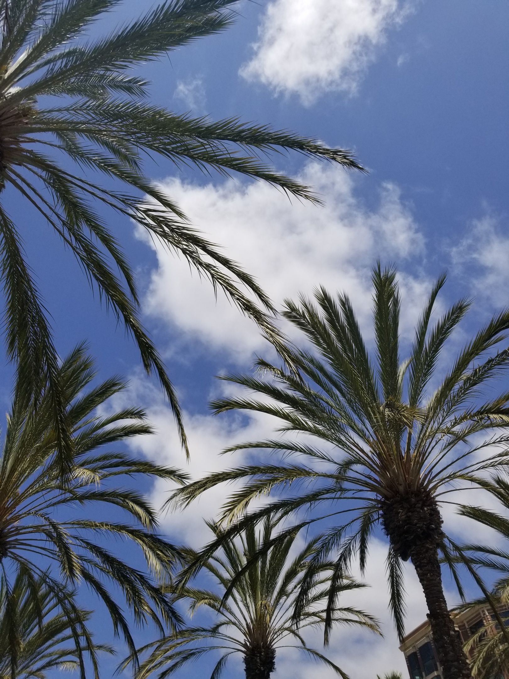 Palm trees against a bright blue sky with scattered clouds.