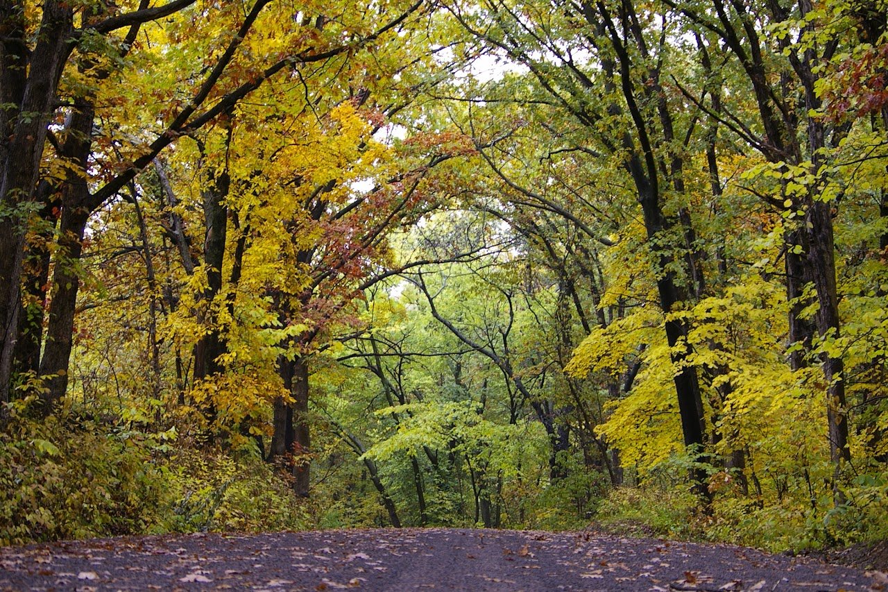 A dirt road in the middle of a forest with trees covered in leaves.