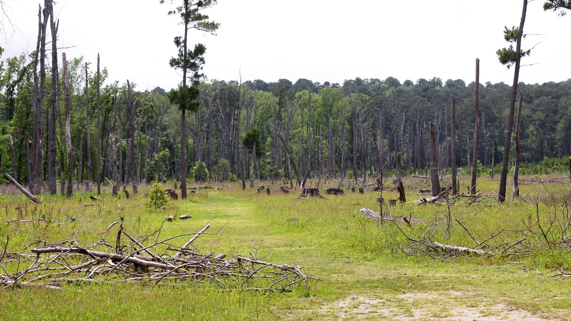 A field with trees in the background and a dirt road in the foreground.