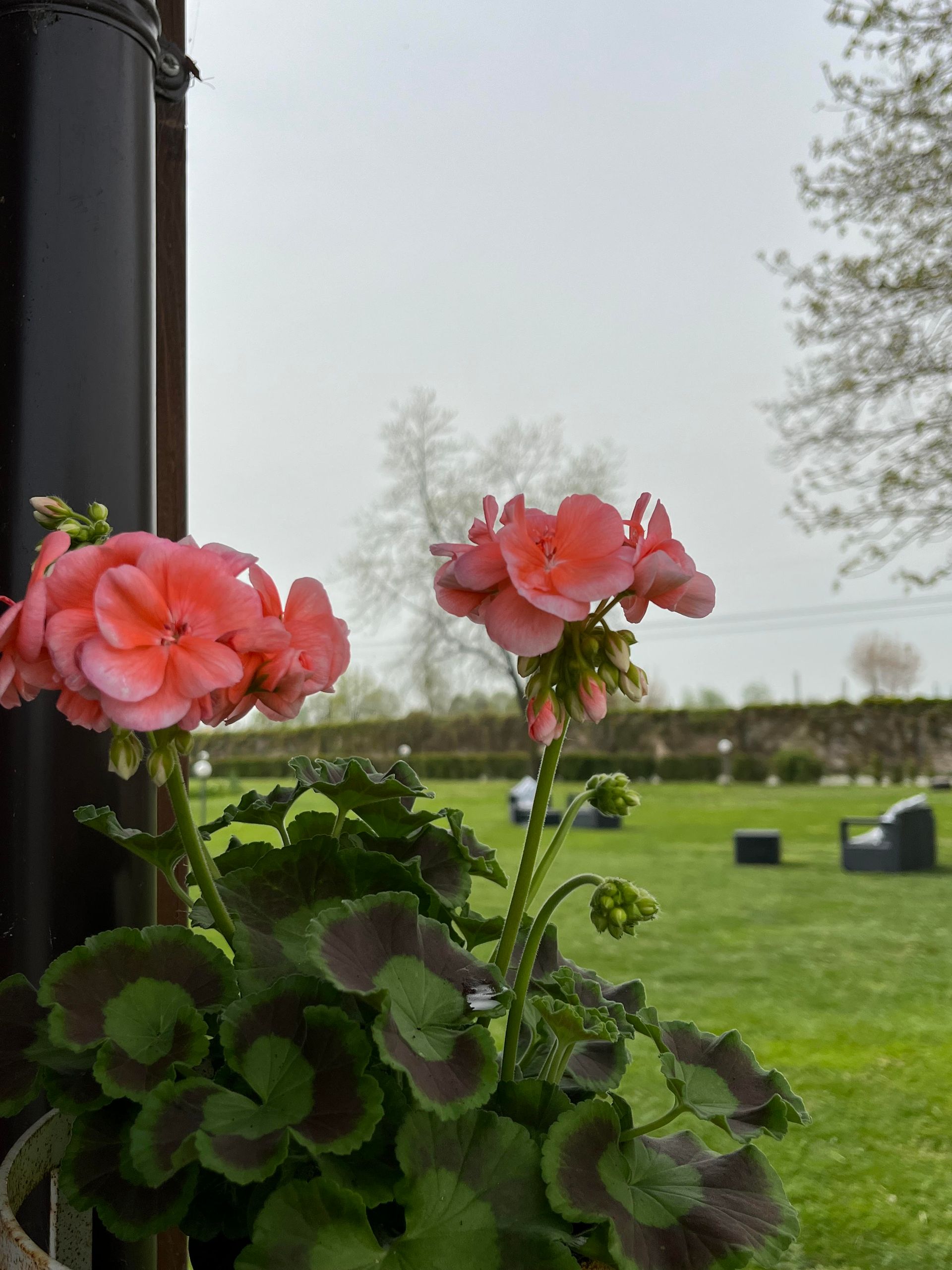 fiori