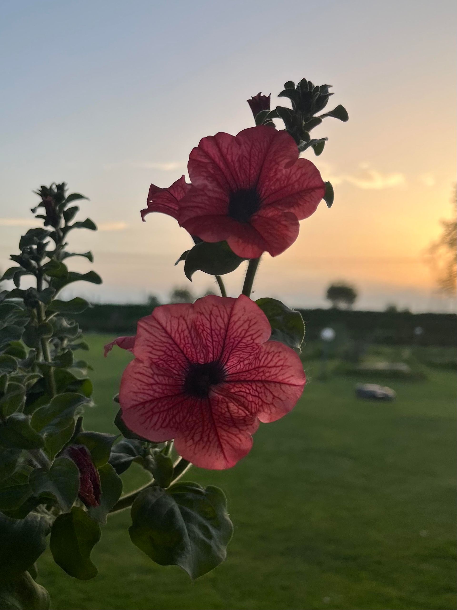 fiori