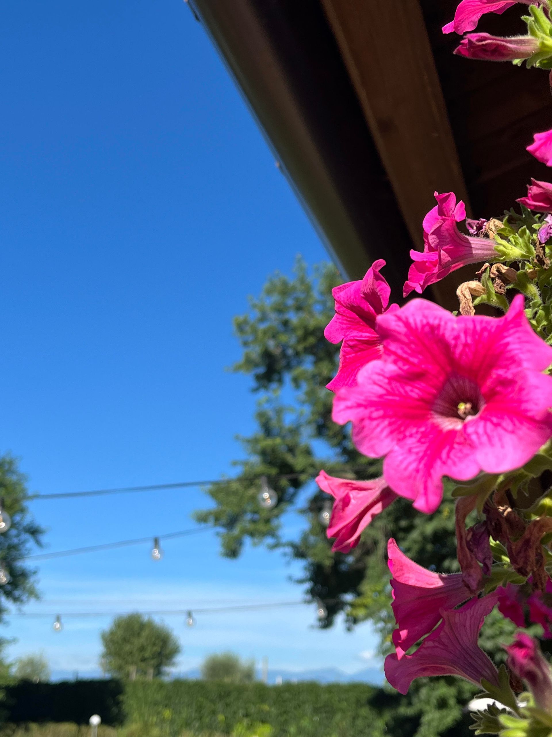 fiori