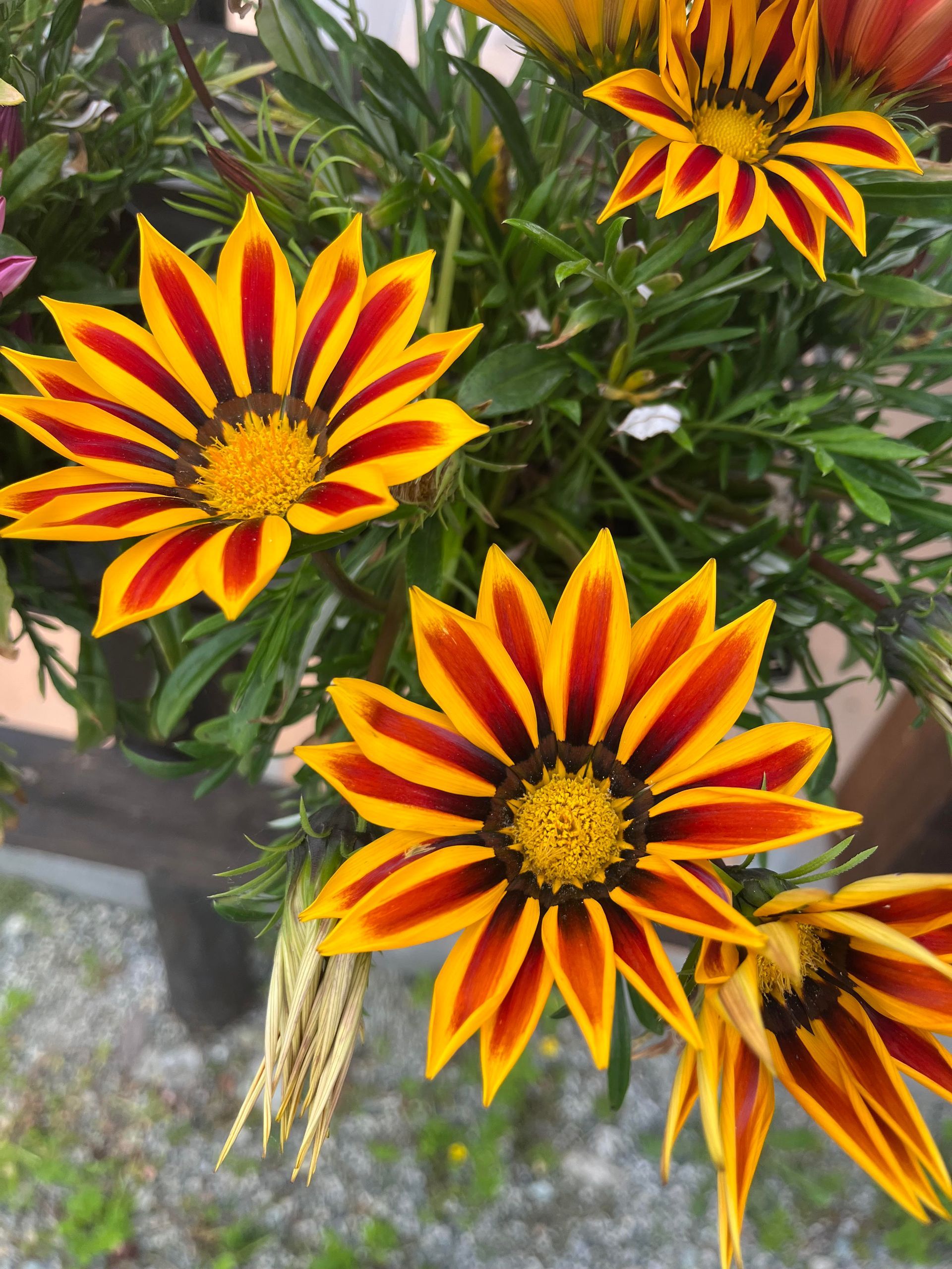 fiori