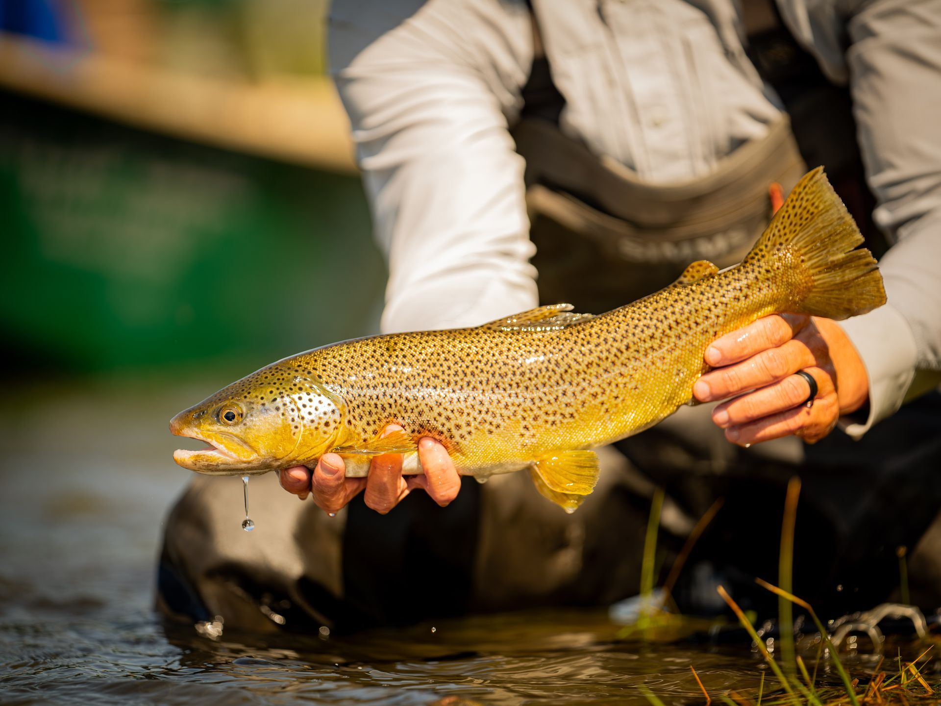 Fisherman holding brown trout on the Madison River in Montana