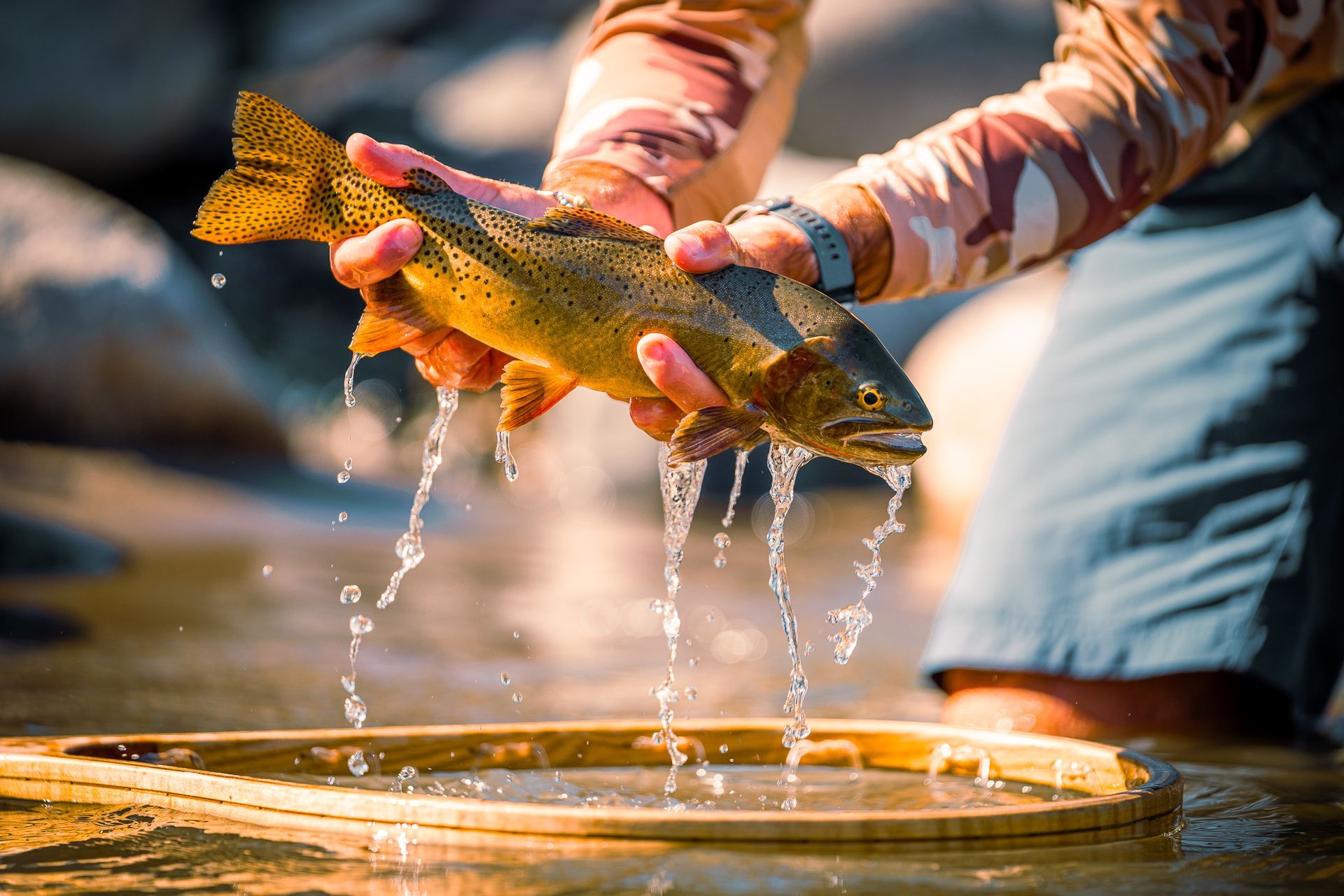 Yellowstone Cutthroat Trout