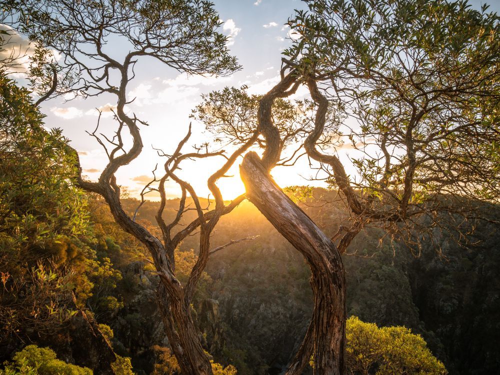 The Sun Shining Through The Branches Of A Tree — Goulburn Solar In Goulburn, NSW