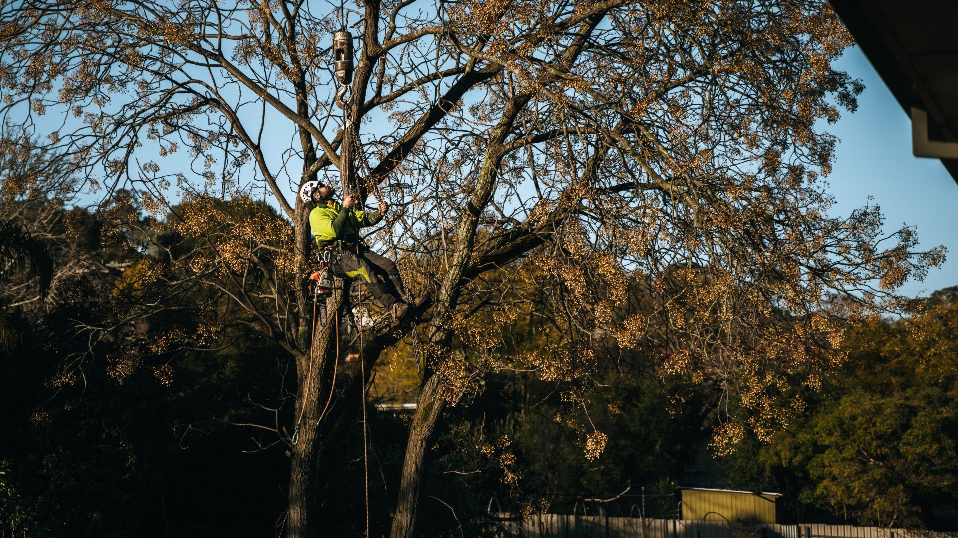 Tree Removal — Wodonga, VIC — Curtis Tree Lopping Specialists