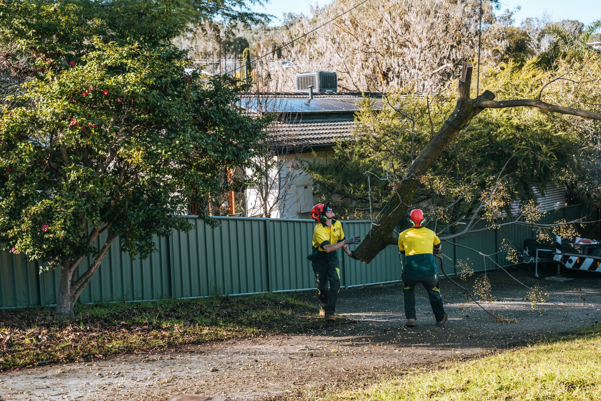Two men are standing next to a tree in a yard.