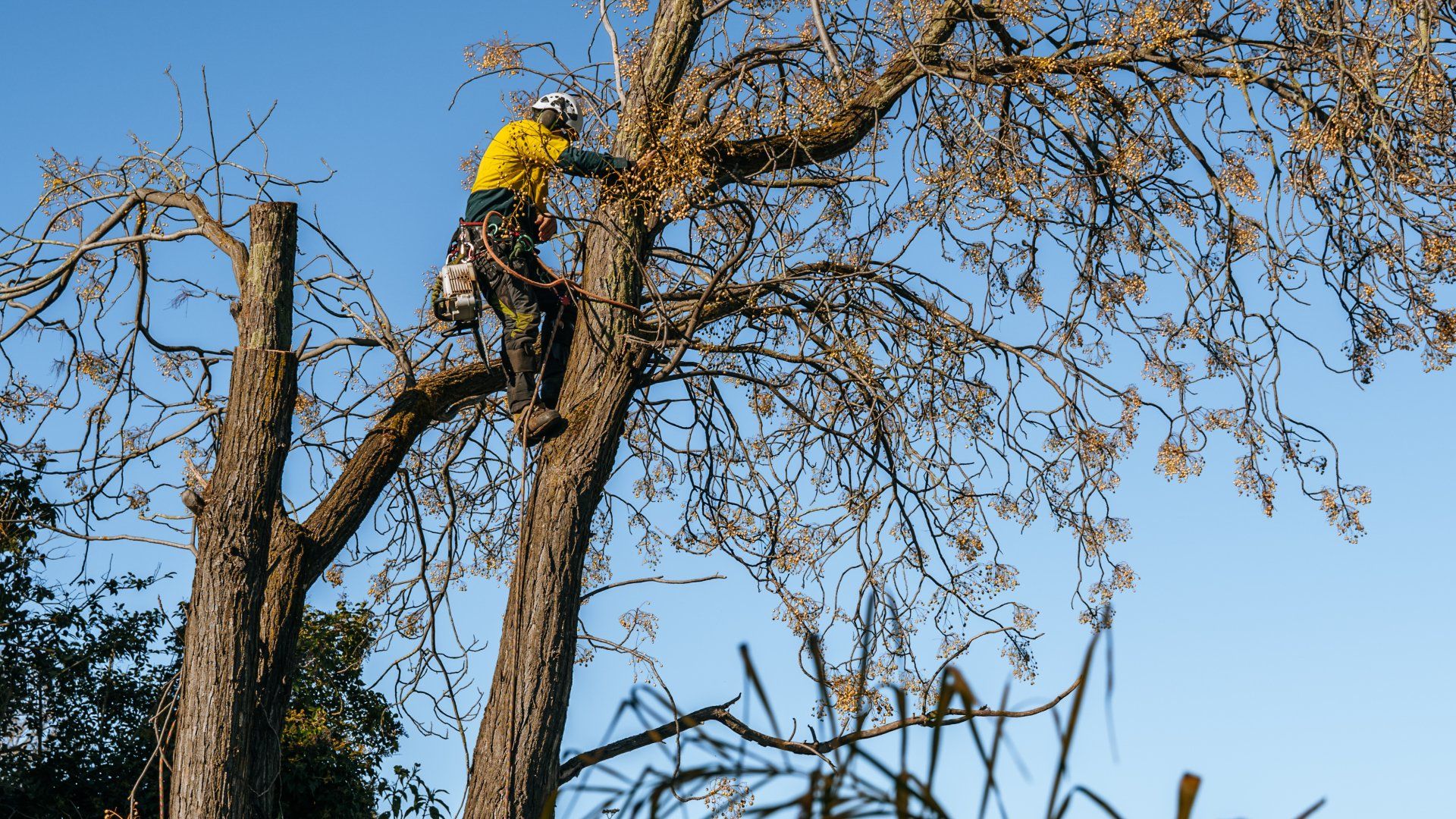 A man is climbing a tree with a chainsaw.