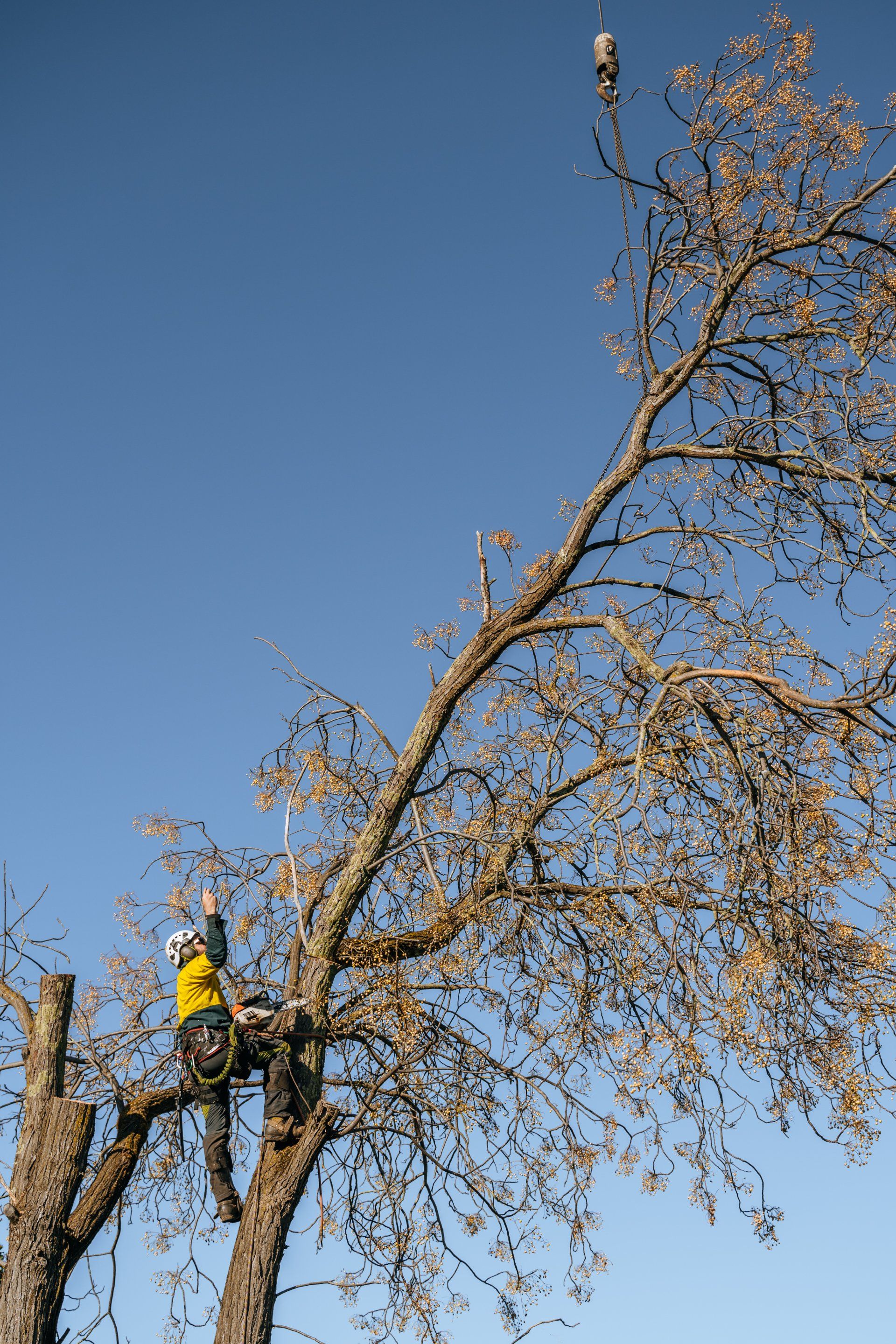 A man is climbing a tree with a chainsaw.