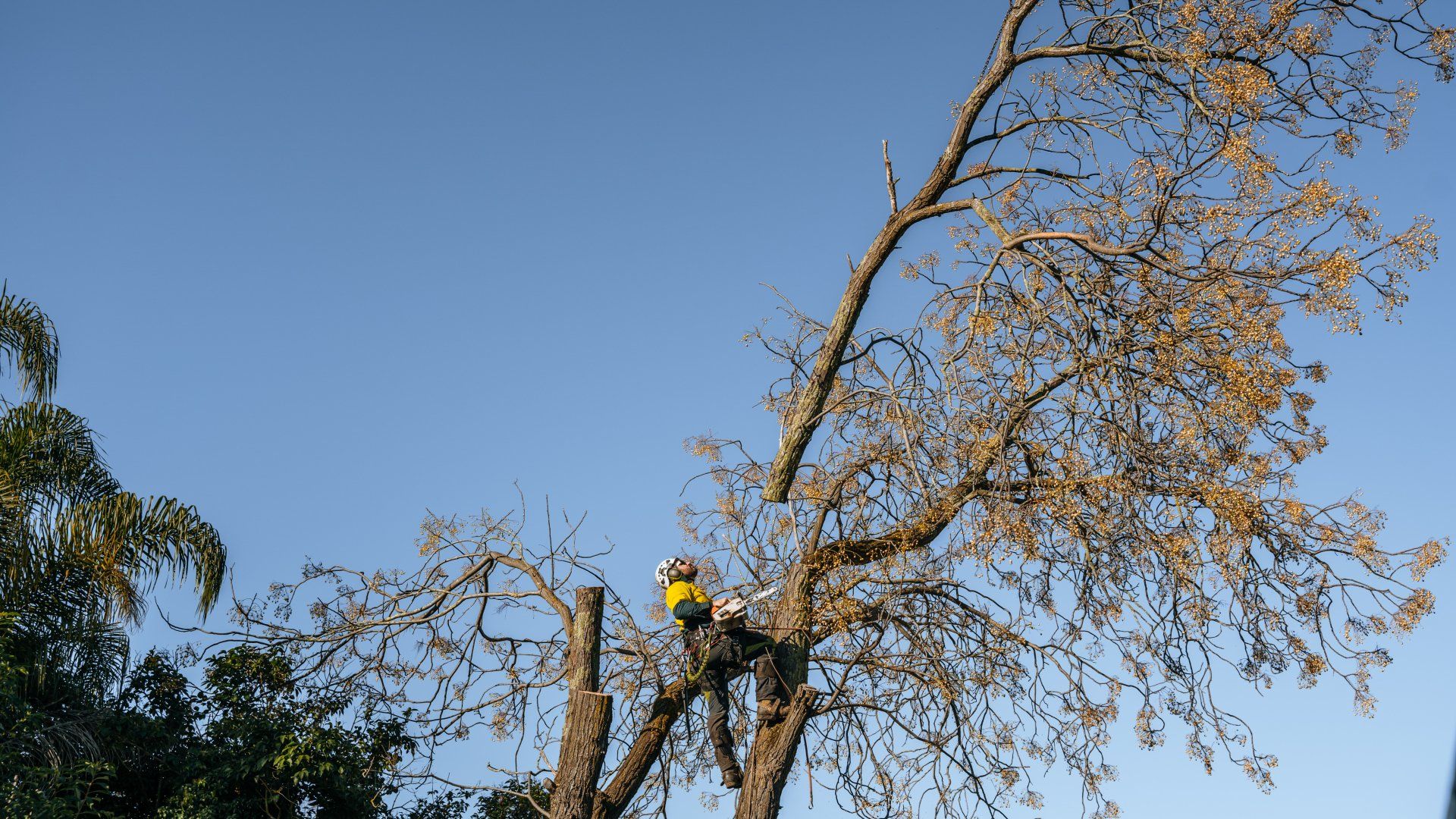 A man is cutting a tree with a chainsaw.