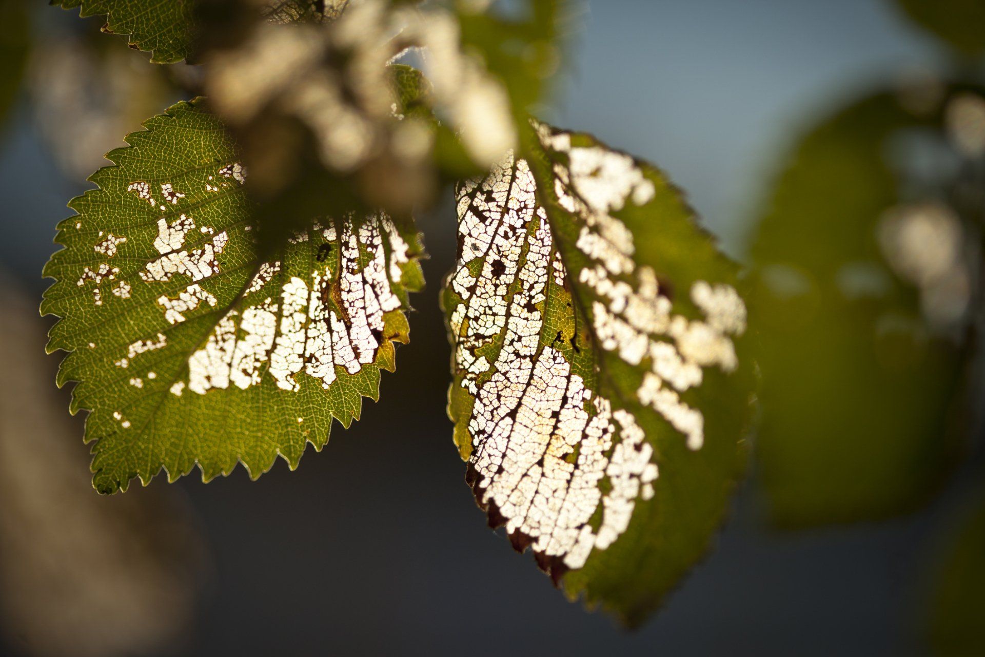 Leaves Damaged by the Elm Leaf Beetle — Wodonga, VIC — Curtis Tree Lopping Specialists