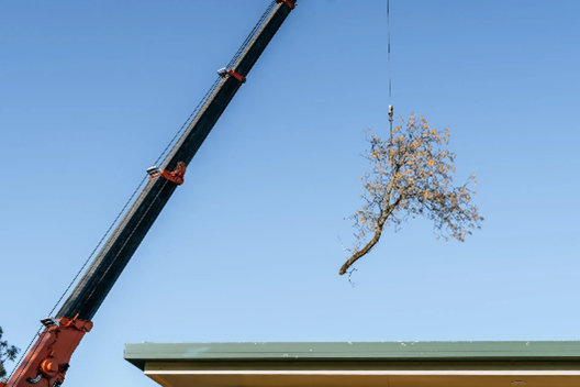A crane-assisted tree cutting service lifts large tree sections safely and efficiently. A crane-assisted tree cutting service lifts large tree sections safely and efficiently.