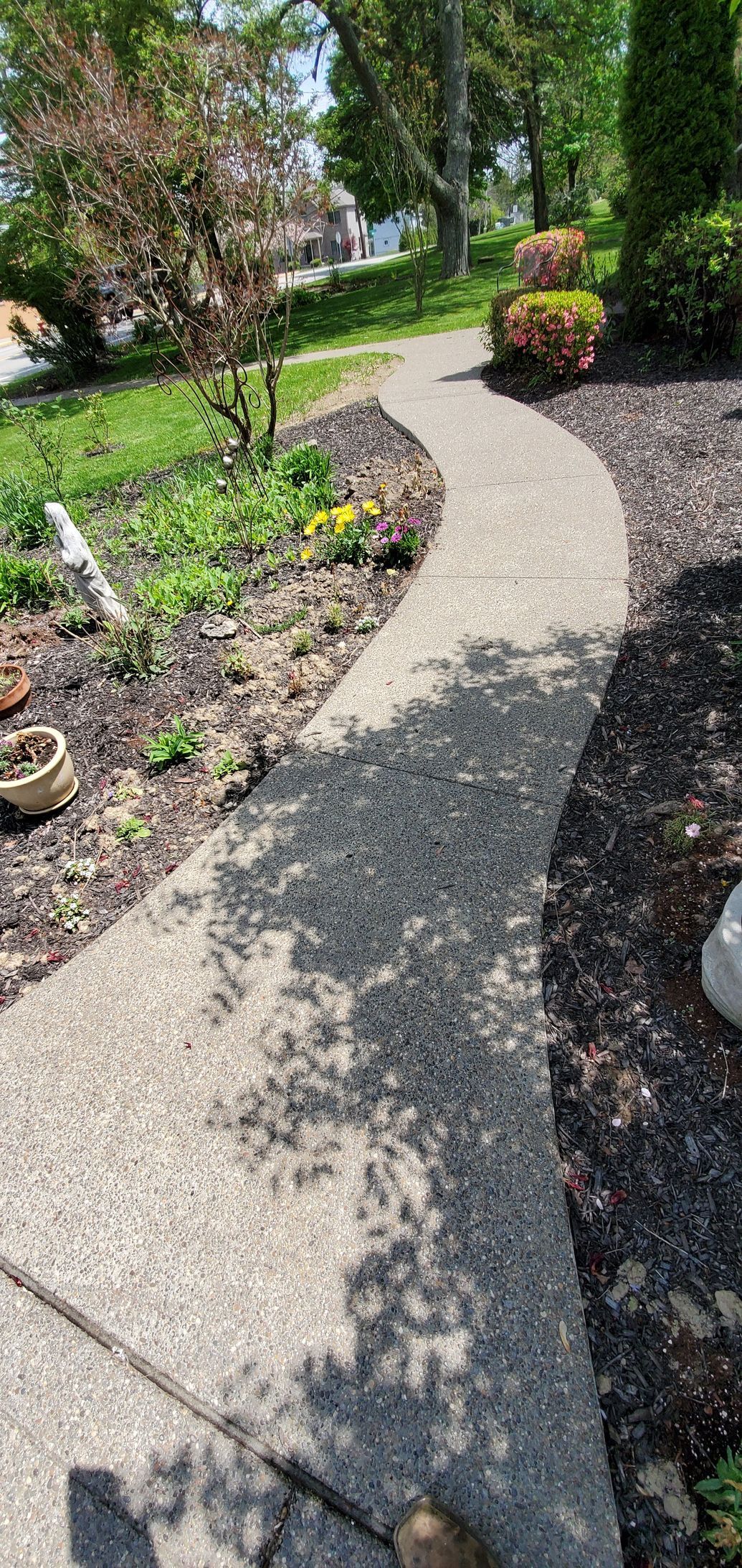 Curving concrete walkway through a landscaped yard with trees and mulch.