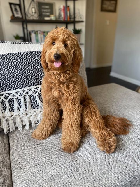 Fully matured goldendoodle with a wavy to curly coat lounging on the couch