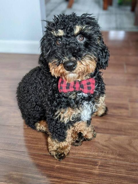 1 year old black and brown bernedoodle wearing a bowtie