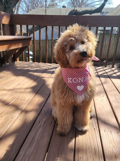 Fluffy goldendoodle puppy with red and white bandana