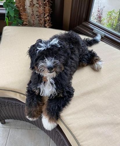 adult miniature bernedoodle cuddling on ottoman