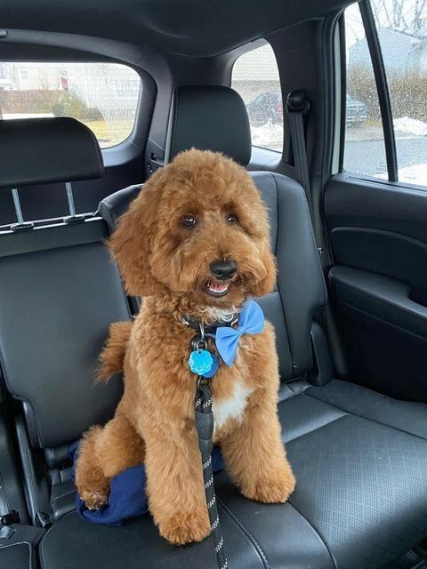 goldendoodle with deep red coat on a car ride