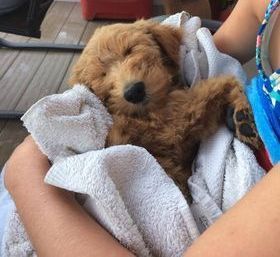 Therapy Dog from Kimberlee's Kennels 