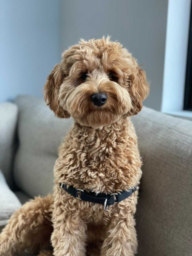 miniature goldendoodle sitting on the couch