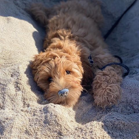 miniature goldendoodle with curly coat laying in the sand