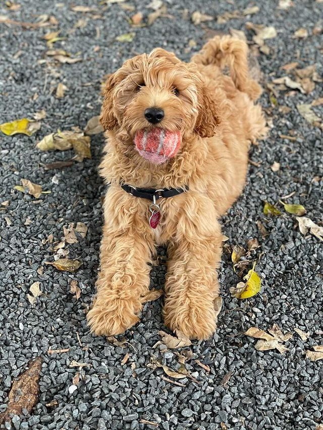 miniature goldendoodle puppy playing with a ball outside