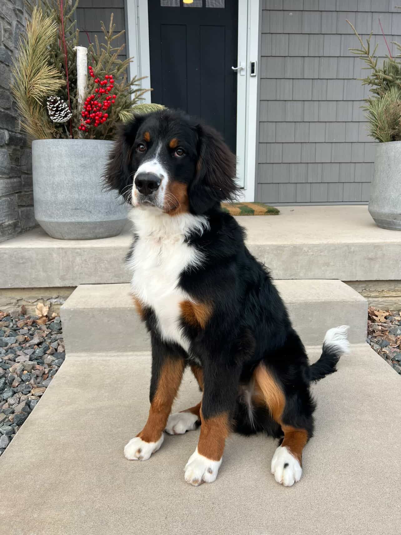 Unfurnished tricolor ultra bernedoodle sitting on front stoop