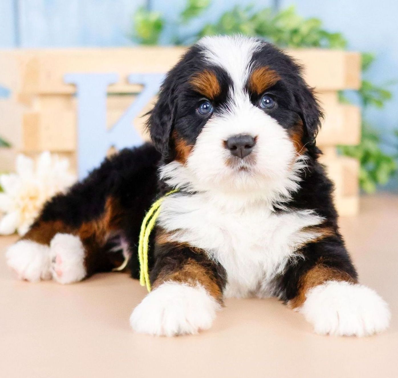 Miniature Tricolor bernedoodle puppy 5 weeks old sitting in front of a blue background with plants
