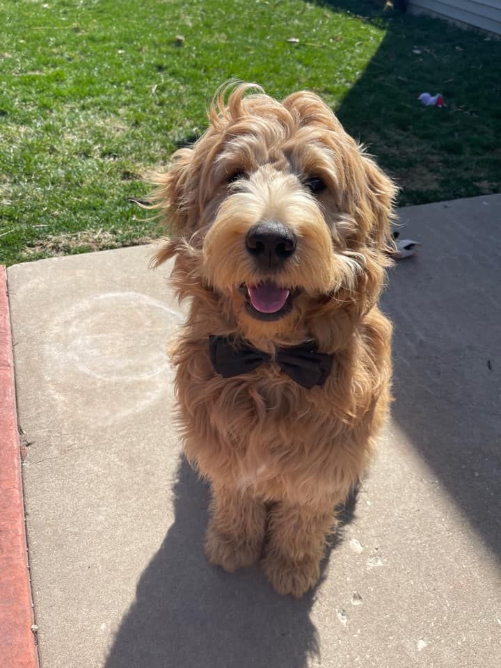 Adult englishdoodle with wavy coat playing outside