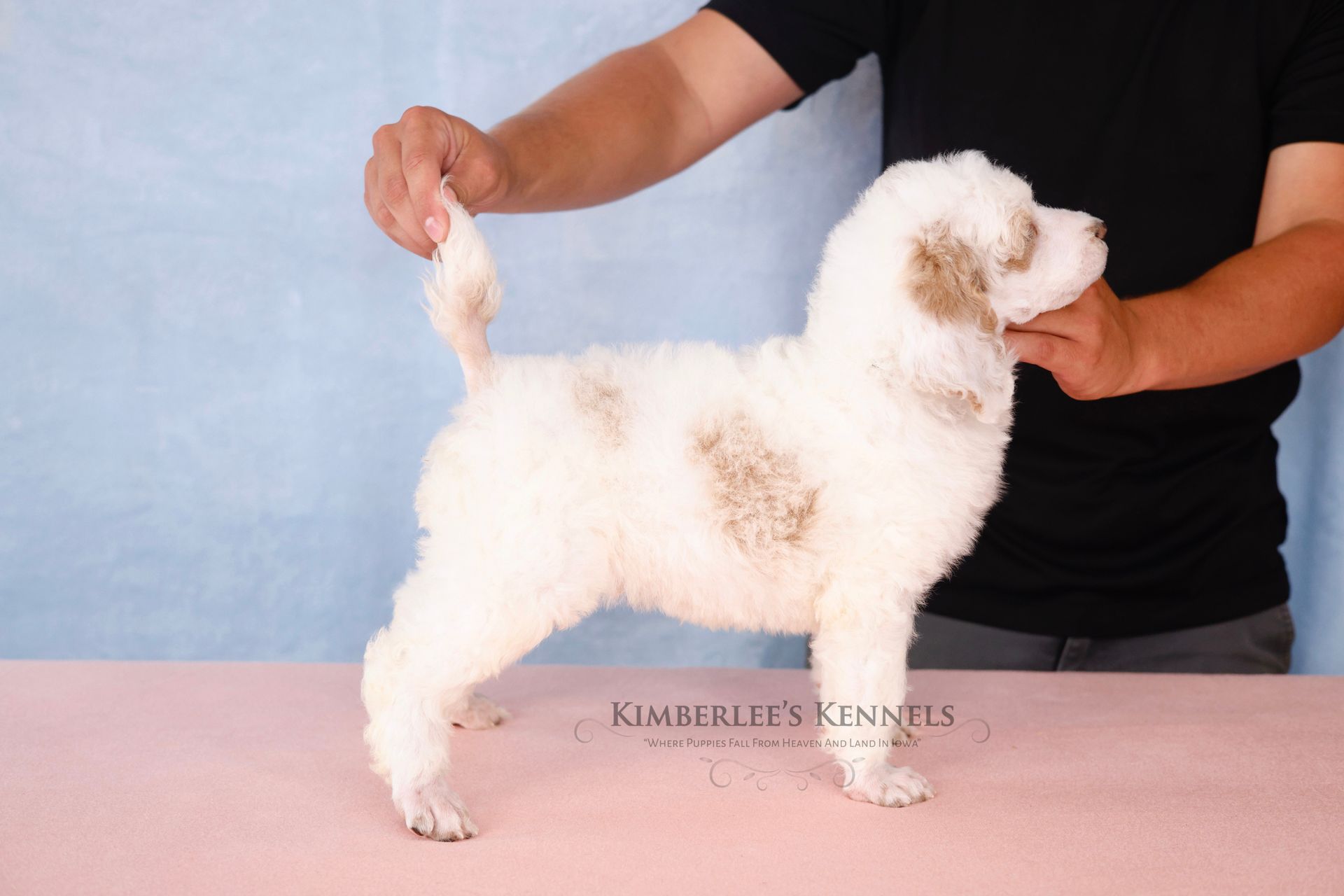Stacked puppy portrait standard AKC poodle