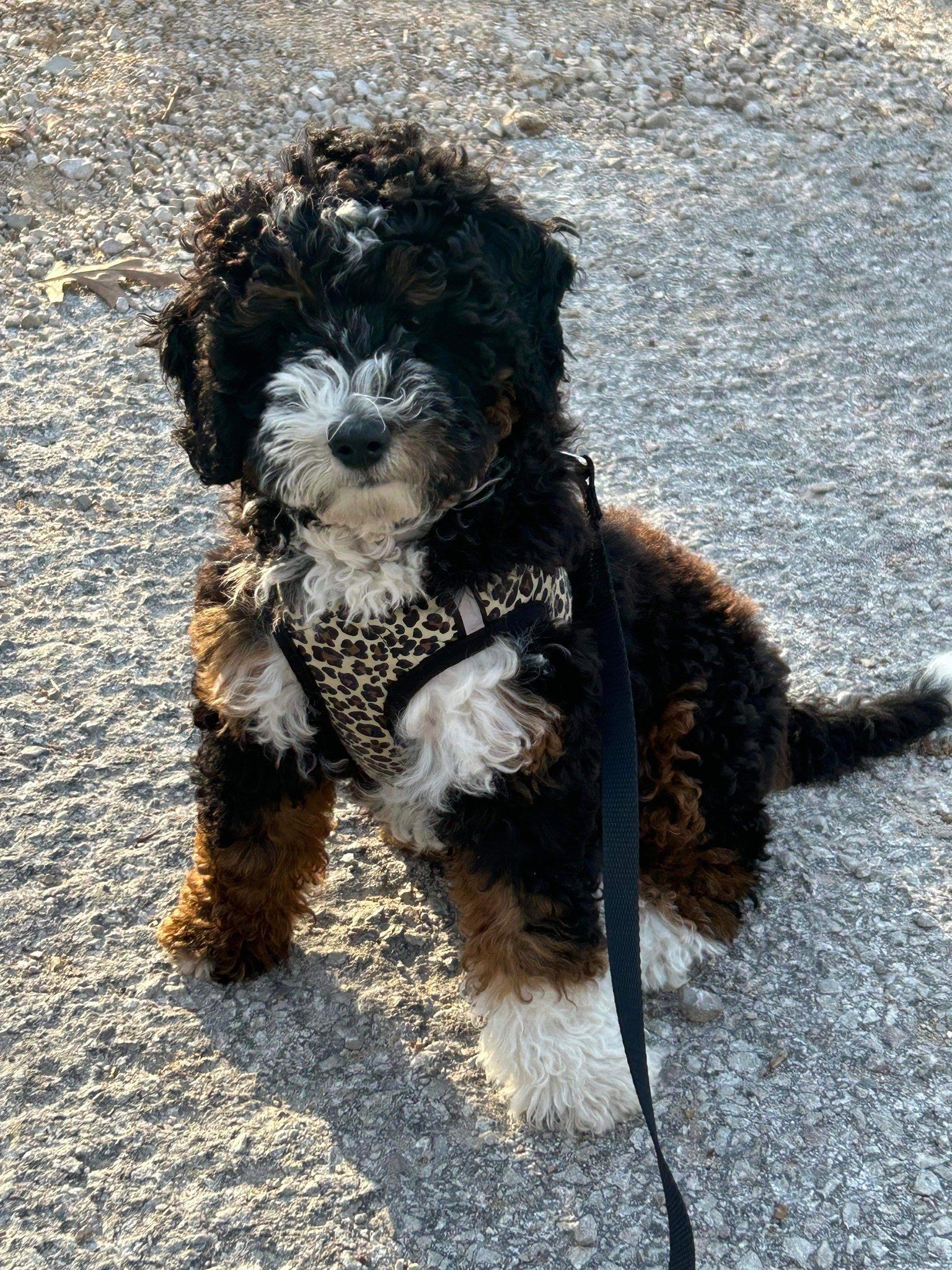 adult bernedoodle with black and white