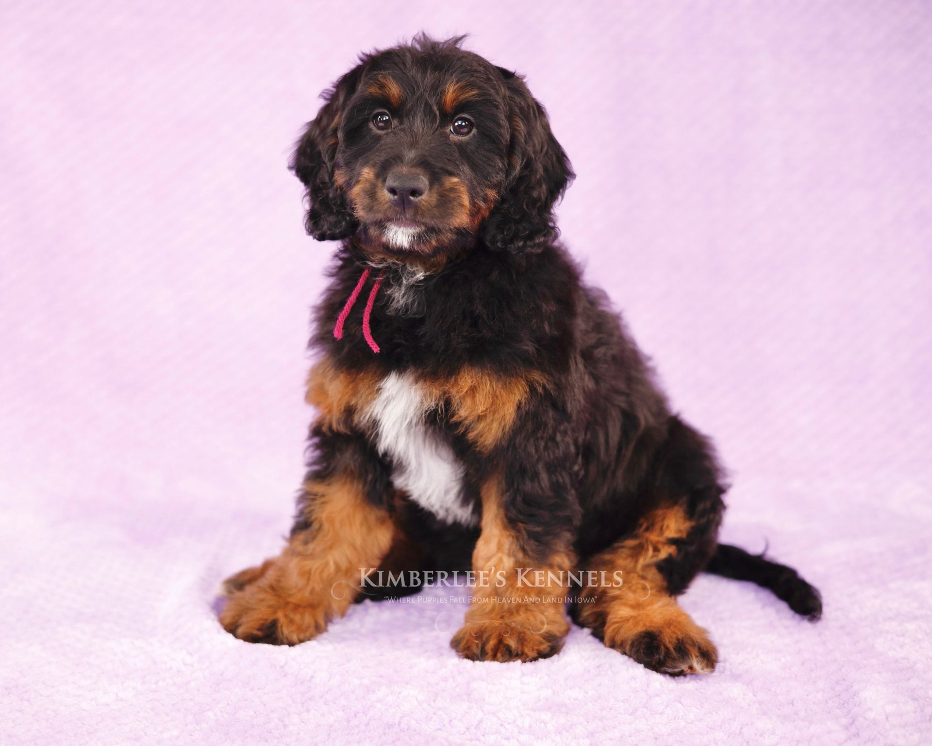 eight week old mini bernedoodle puppy sitting on a purple blanket