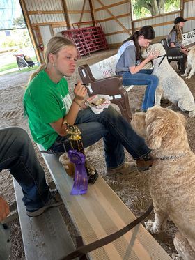 Therapy Dog from Kimberlee's Kennels 