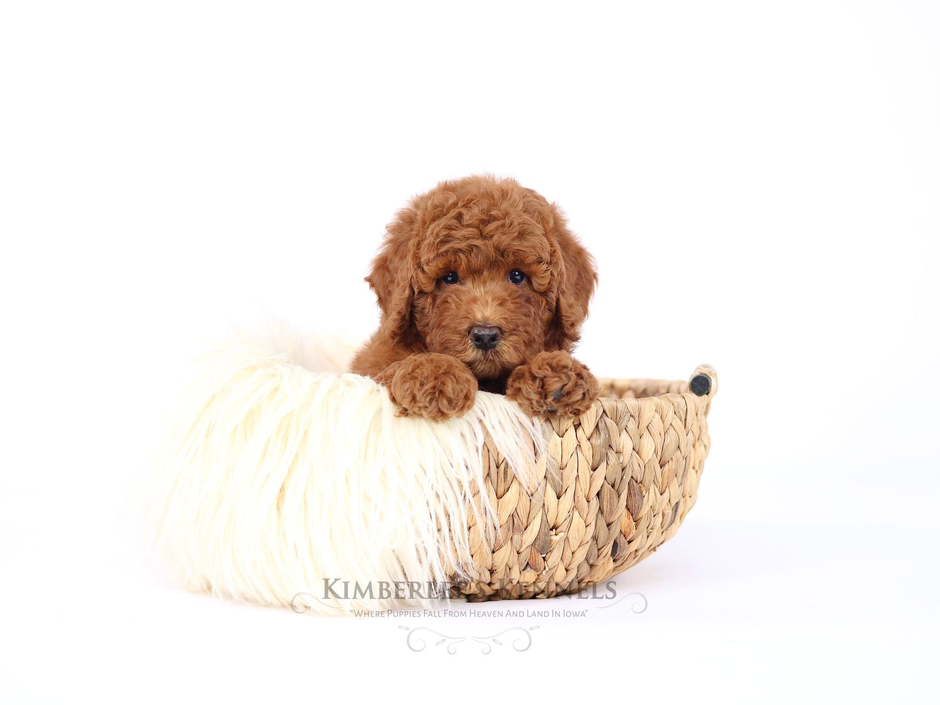 5 week old F1b goldendoodle puppy sitting in a woven basket