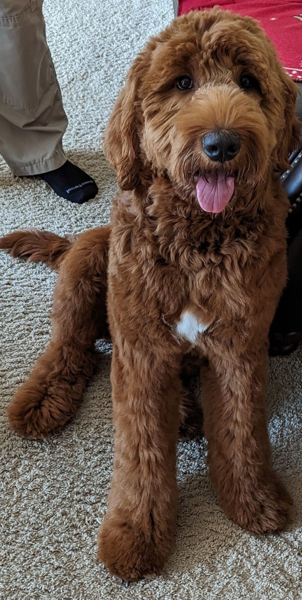 Adult deep red goldendoodle sitting next to his owner
