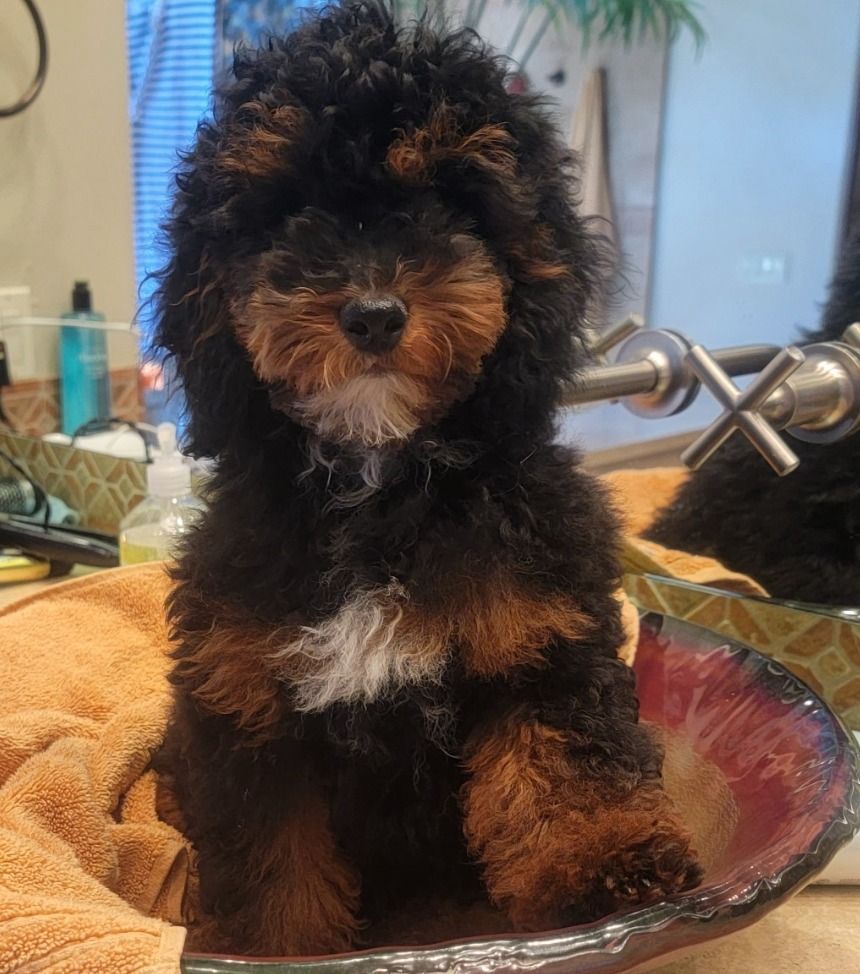 black and copper poodle with fluffy face in bathroom